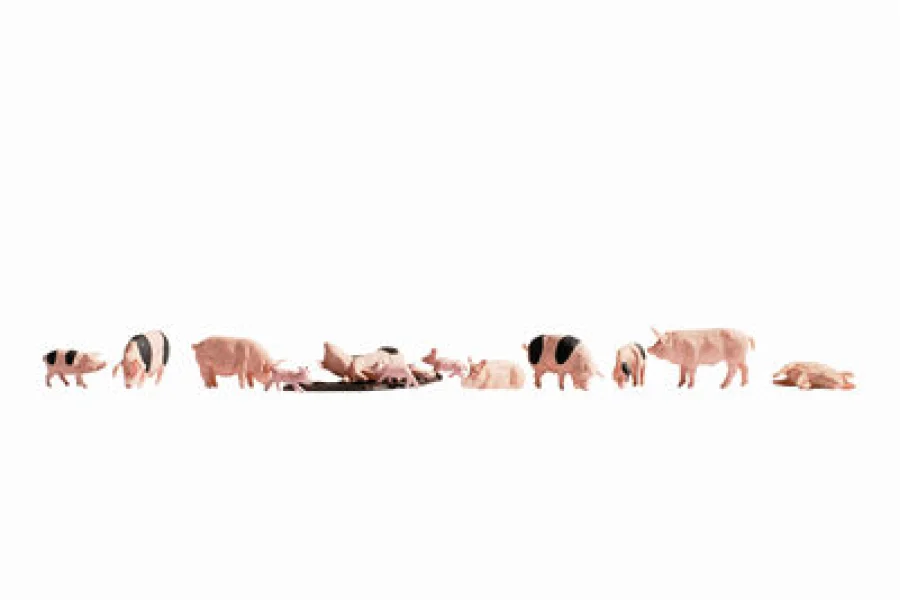 Pigs