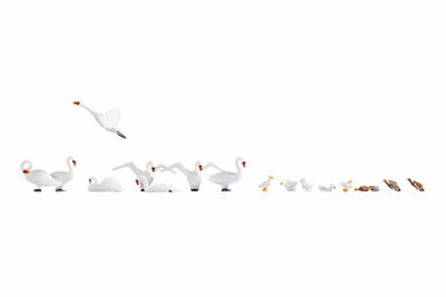 Schwäne und Enten